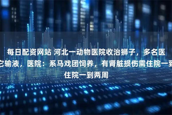 每日配资网站 河北一动物医院收治狮子，多名医生为它输液，医院：系马戏团饲养，有肾脏损伤需住院一到两周